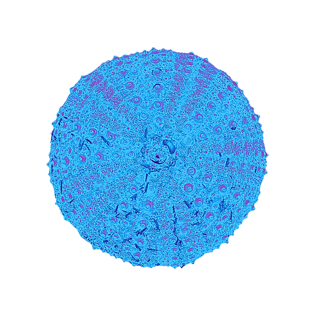 Coastal Kaleidoscope: an online&nbsp;exhibition